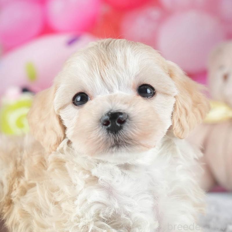 販売中の茨城県のミックス犬-443522の10枚目