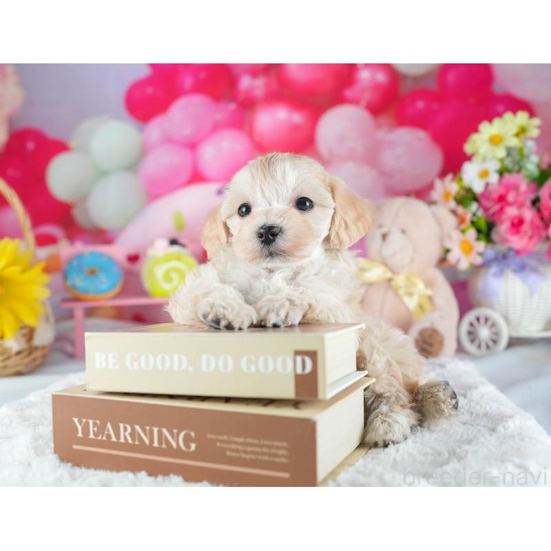 販売中の茨城県のミックス犬-443522の9枚目