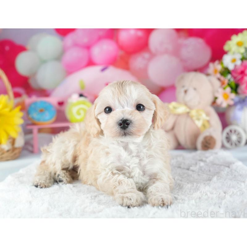 販売中の茨城県のミックス犬-443522の8枚目