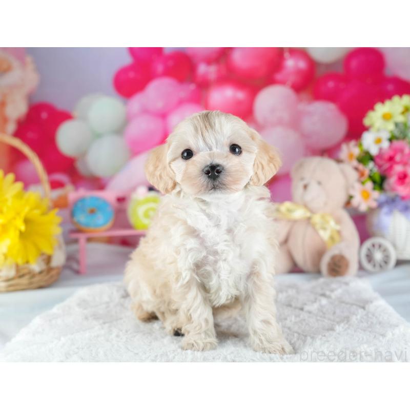 販売中の茨城県のミックス犬-443522の7枚目