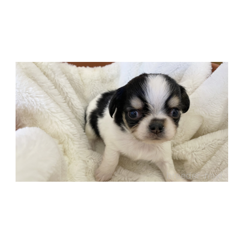 販売中の埼玉県のチワワ(ロングコート)-443452の5枚目