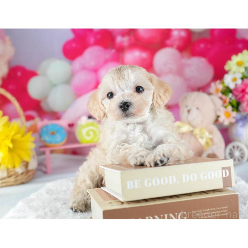 販売中の茨城県のミックス犬-443522の6枚目