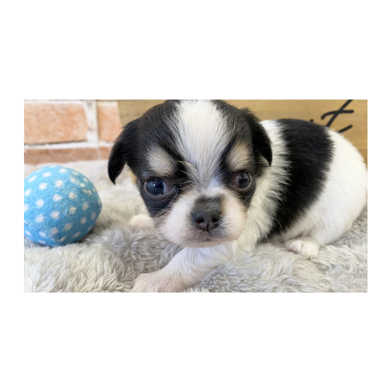 販売中の埼玉県のチワワ(ロングコート)-443452の3枚目