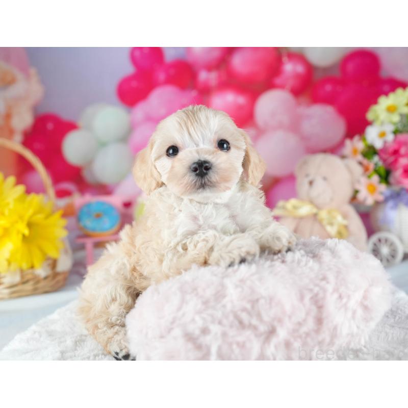 販売中の茨城県のミックス犬-443522の5枚目