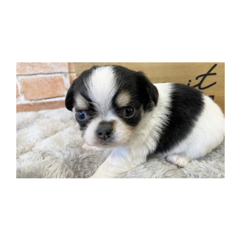 販売中の埼玉県のチワワ(ロングコート)-443452の2枚目