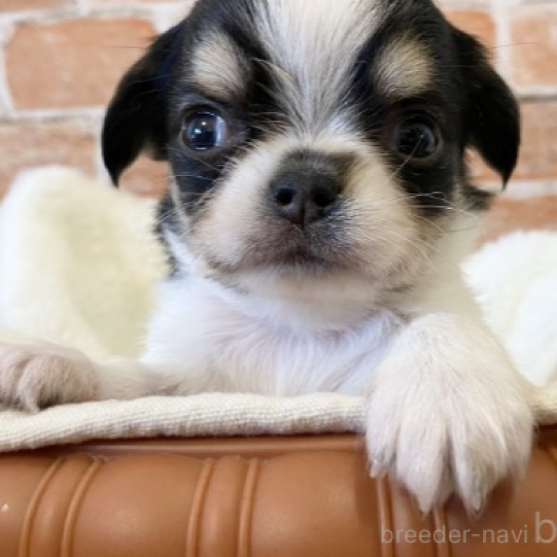 販売中の埼玉県のチワワ(ロングコート)-443452