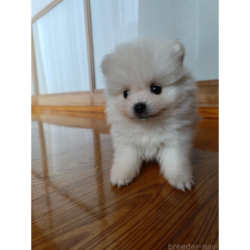 販売中の岩手県のポメラニアン-443454の5枚目
