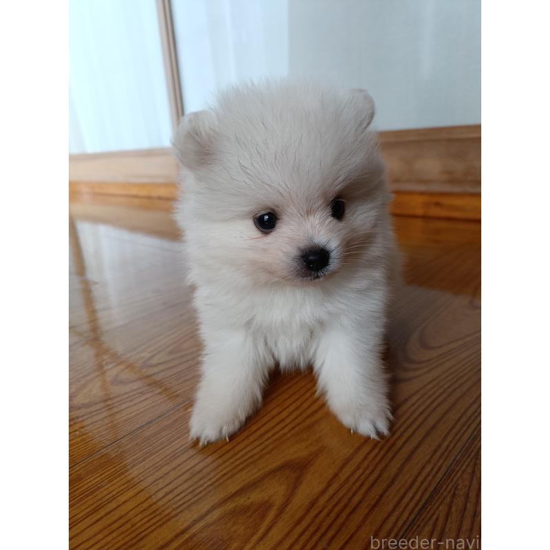 販売中の岩手県のポメラニアン-443454の4枚目