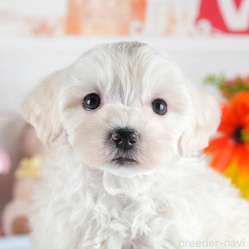 販売中の茨城県のミックス犬-443517の10枚目