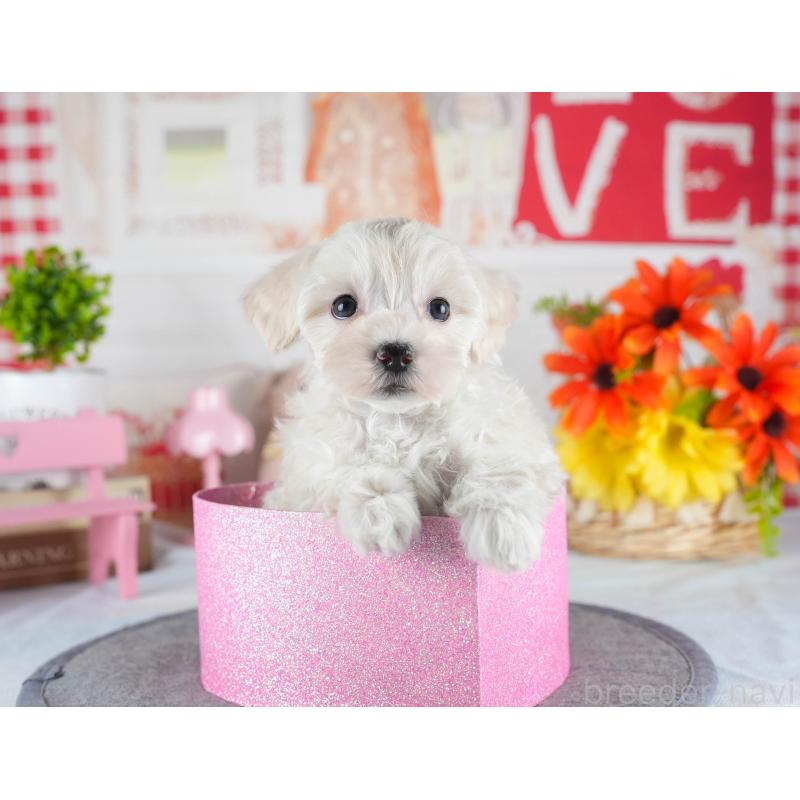 販売中の茨城県のミックス犬-443517の9枚目