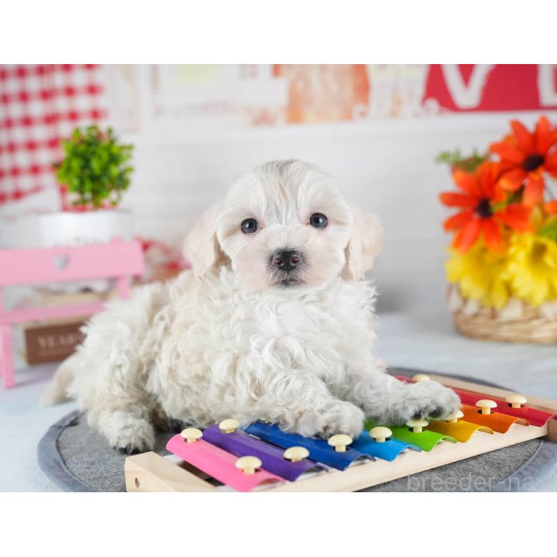 販売中の茨城県のミックス犬-443517の8枚目