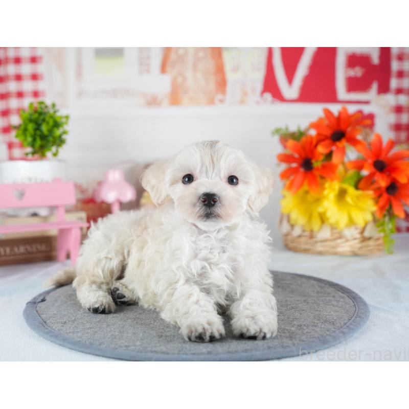 販売中の茨城県のミックス犬-443517の7枚目