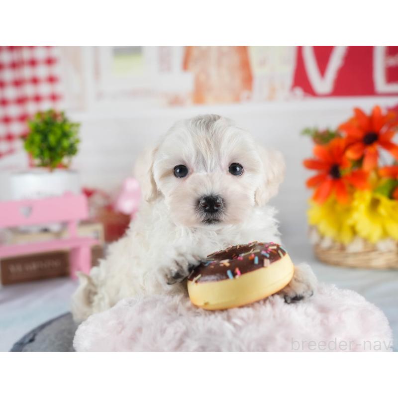 販売中の茨城県のミックス犬-443517の6枚目