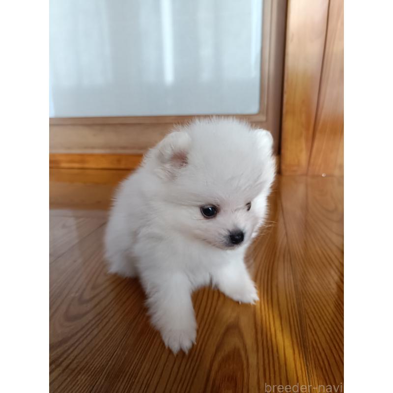 販売中の岩手県のポメラニアン-443454の2枚目