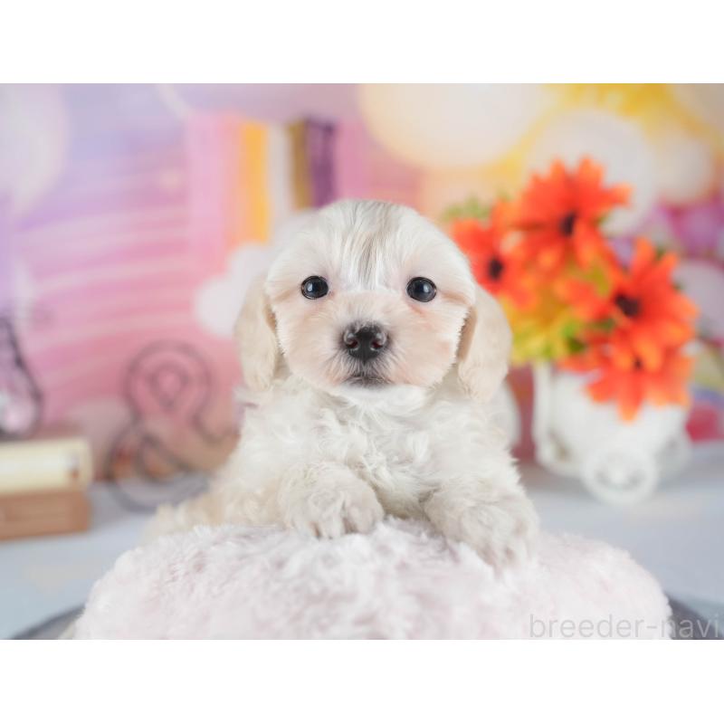 販売中の茨城県のミックス犬-443521の8枚目