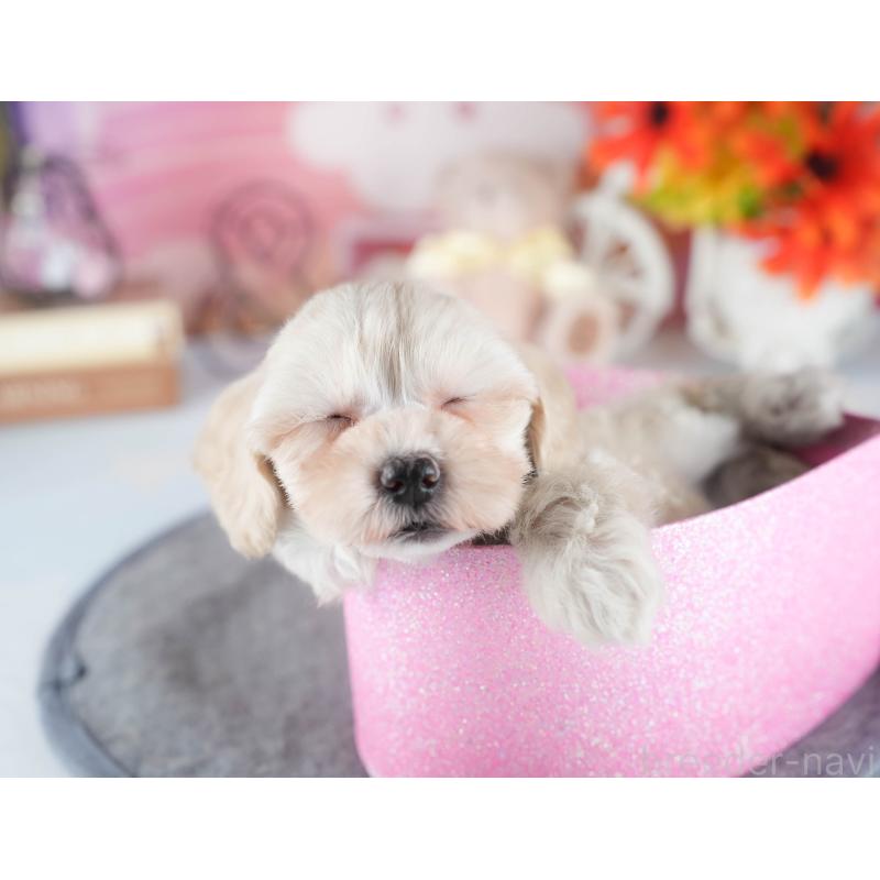 販売中の茨城県のミックス犬-443521の7枚目