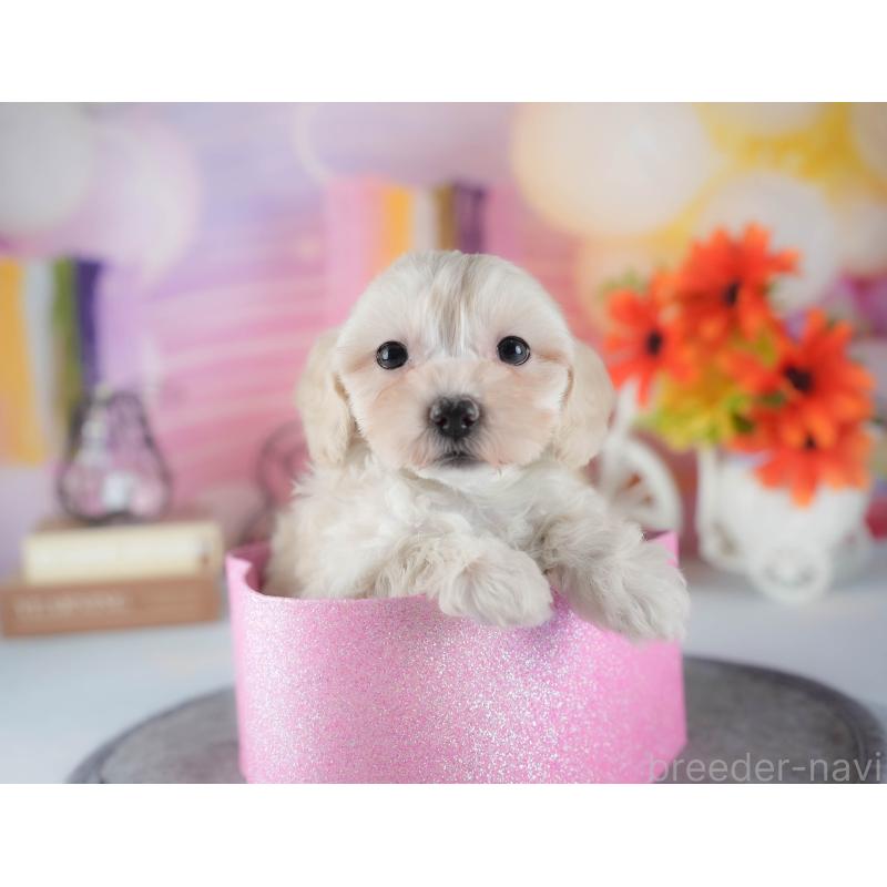 販売中の茨城県のミックス犬-443521の6枚目