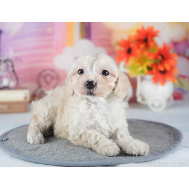 販売中の茨城県のミックス犬-443521の5枚目