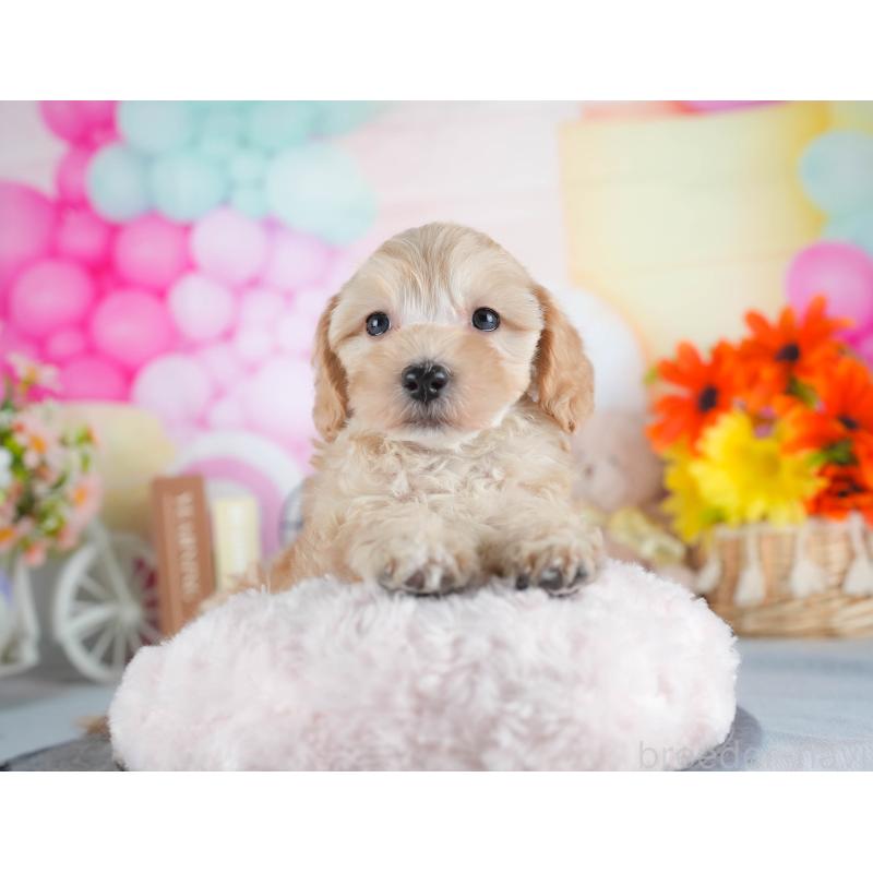 販売中の茨城県のミックス犬-443515の9枚目