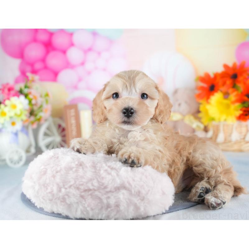 販売中の茨城県のミックス犬-443515の7枚目