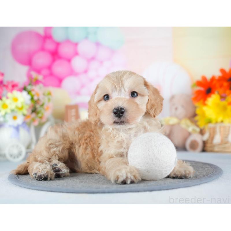 販売中の茨城県のミックス犬-443515の5枚目