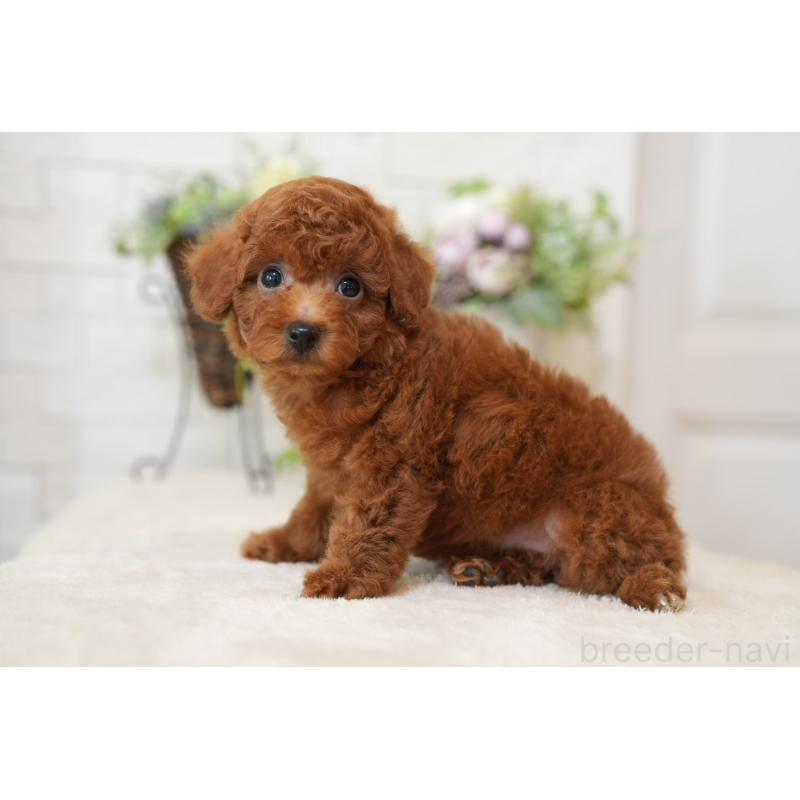 販売中の千葉県のタイニープードル-443453の4枚目