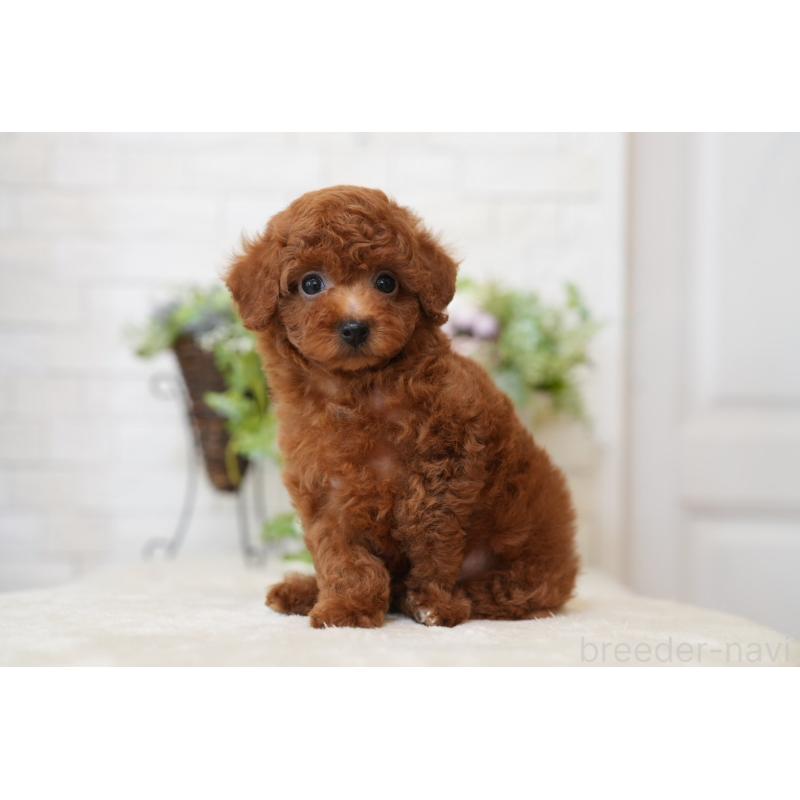 販売中の千葉県のタイニープードル-443453の2枚目