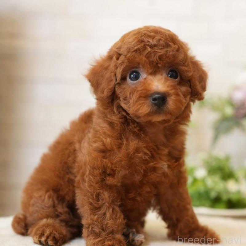 販売中の千葉県のタイニープードル-443453