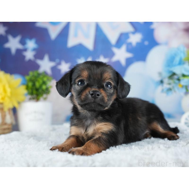 販売中の茨城県のミックス犬-443484の13枚目