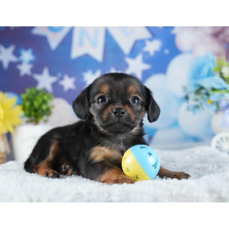 販売中の茨城県のミックス犬-443484の11枚目