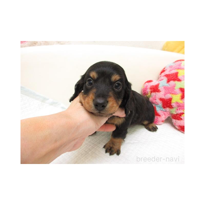 販売中の大阪府のミニチュアダックスフンド(ロングヘアード)-443455の2枚目