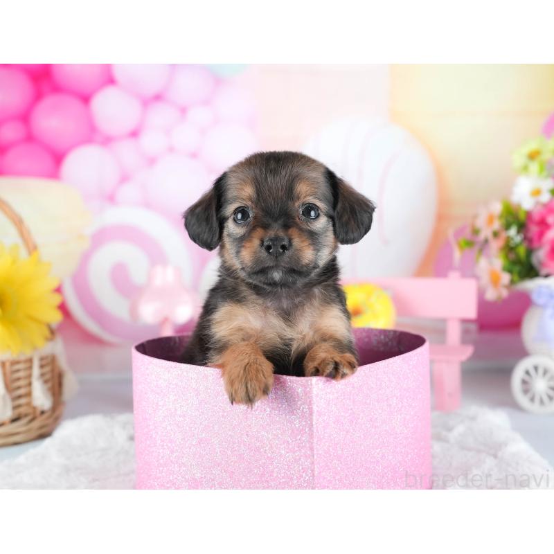 販売中の茨城県のミックス犬-443481の14枚目