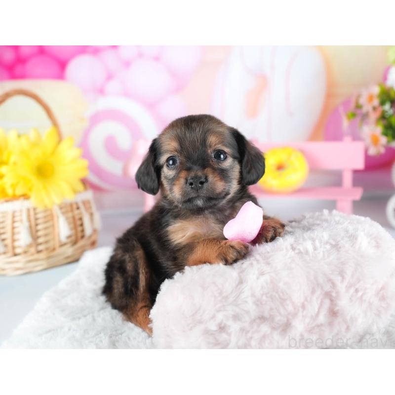 販売中の茨城県のミックス犬-443481の12枚目