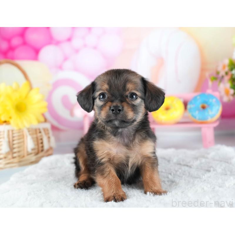 販売中の茨城県のミックス犬-443481の11枚目