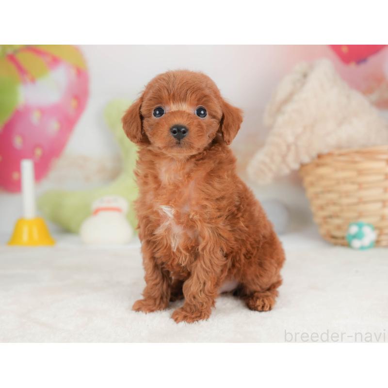 販売中の栃木県のトイプードル-444410の11枚目