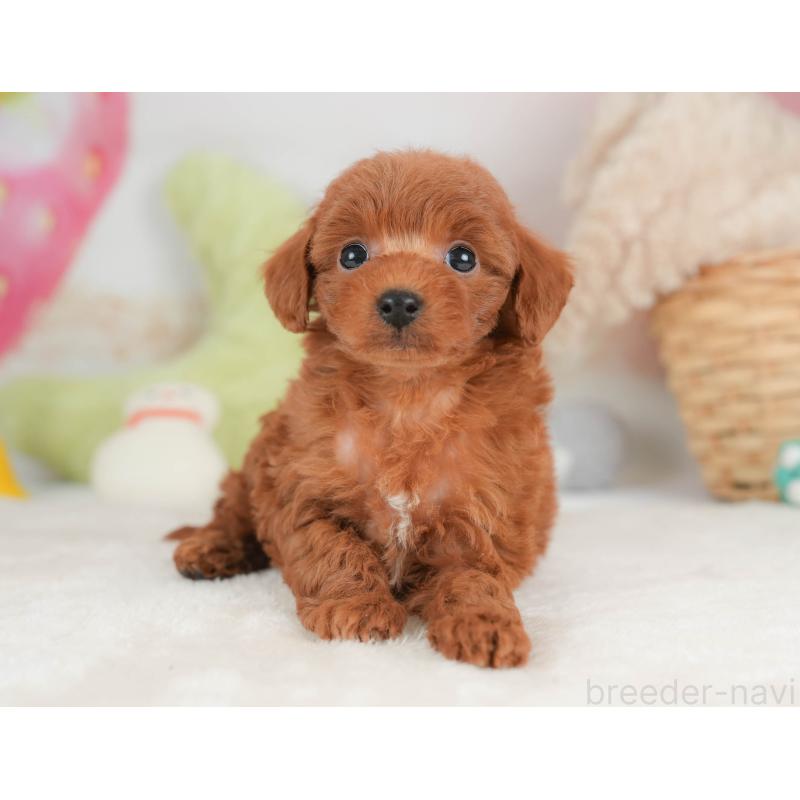 販売中の栃木県のトイプードル-444410