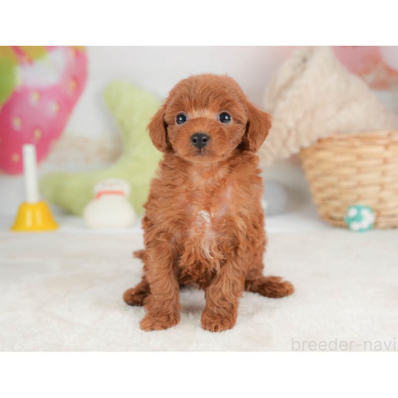 販売中の栃木県のトイプードル-444410の9枚目