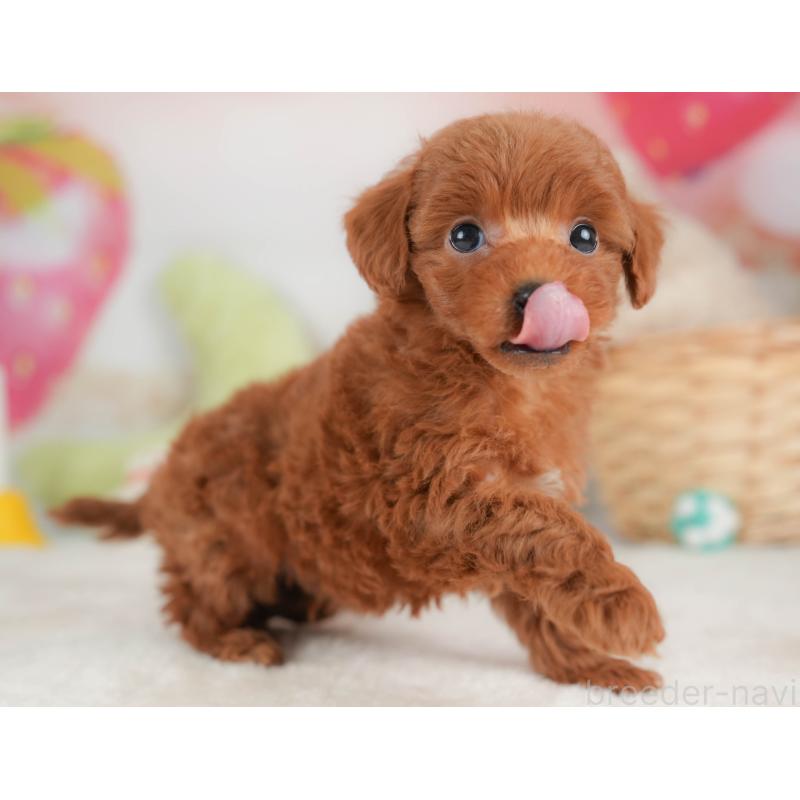 販売中の栃木県のトイプードル-444410の7枚目