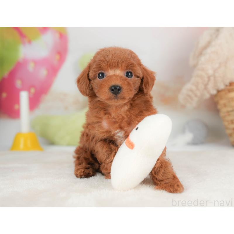 販売中の栃木県のトイプードル-444410の6枚目