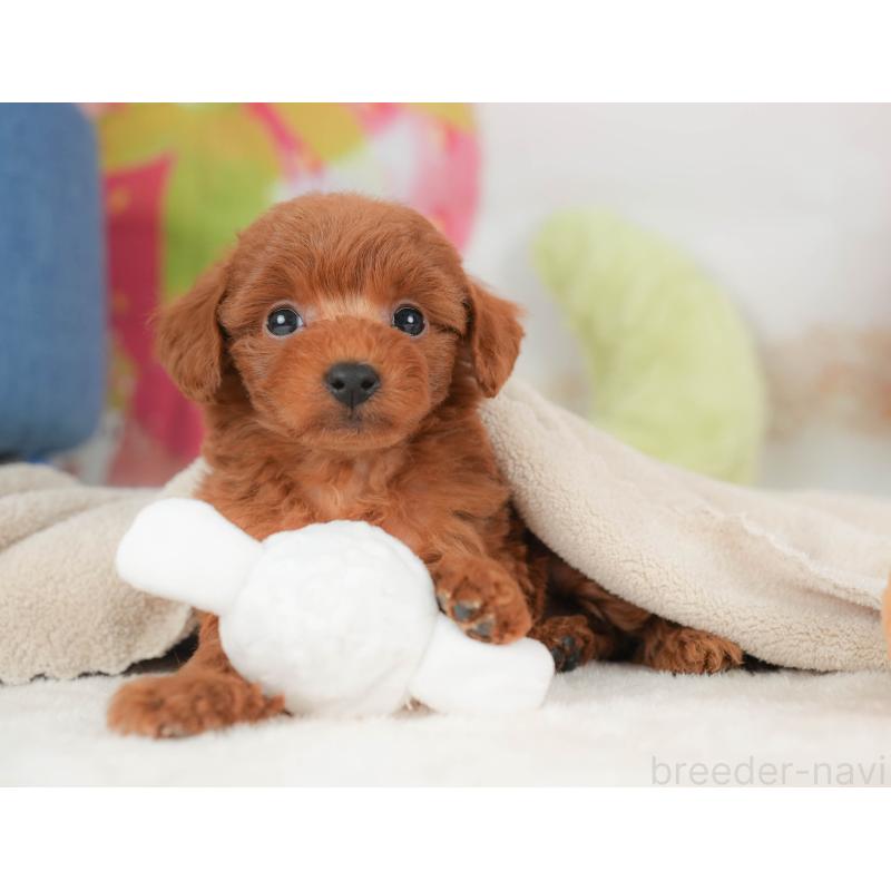 販売中の栃木県のトイプードル-444410の5枚目