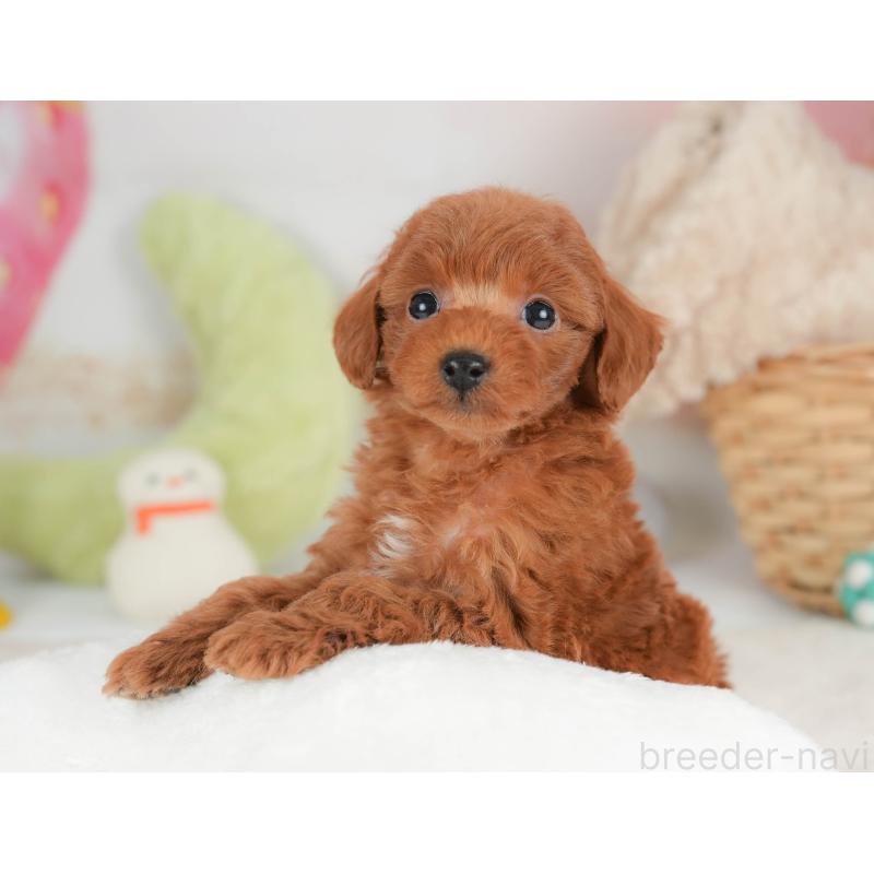 販売中の栃木県のトイプードル-444410の4枚目