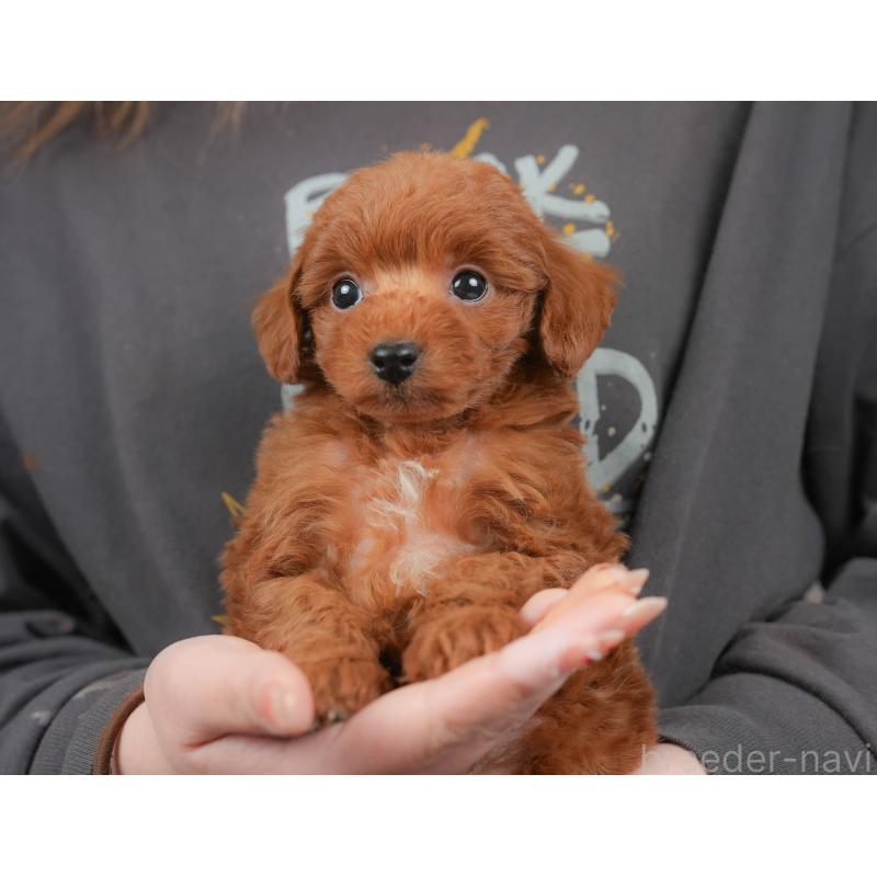 販売中の栃木県のトイプードル-444410の3枚目