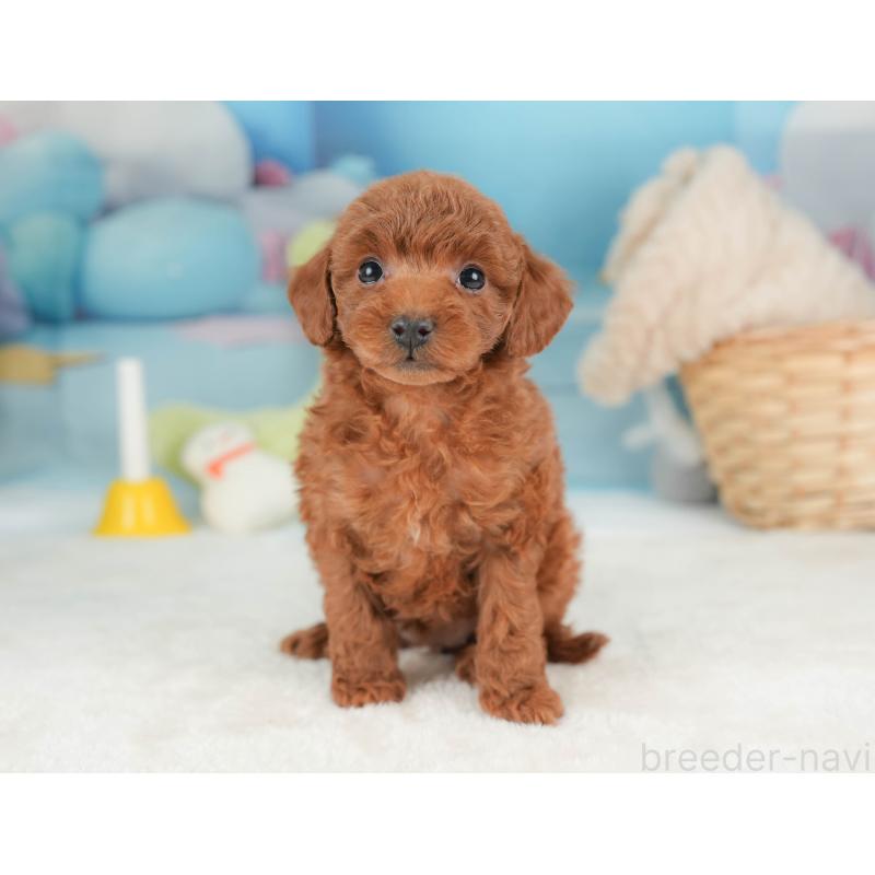 販売中の栃木県のトイプードル-444409