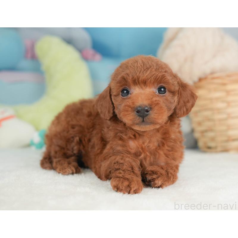 販売中の栃木県のトイプードル-444409の11枚目