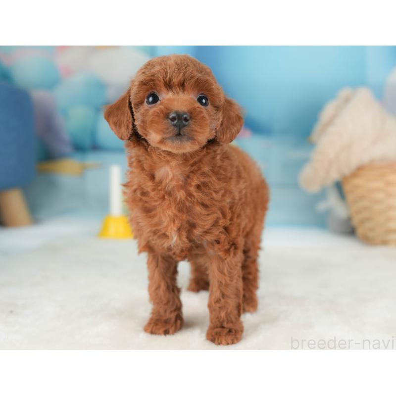 販売中の栃木県のトイプードル-444409の7枚目