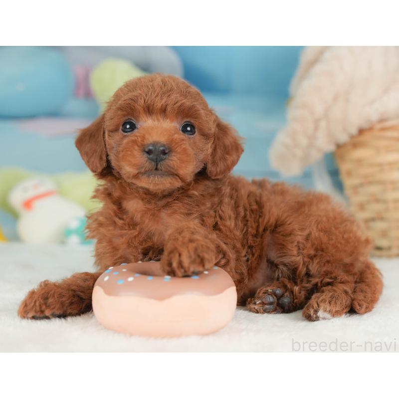 販売中の栃木県のトイプードル-444409の5枚目