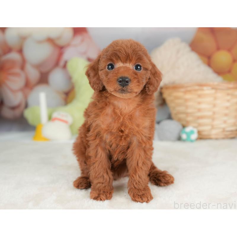 販売中の栃木県のトイプードル-444408