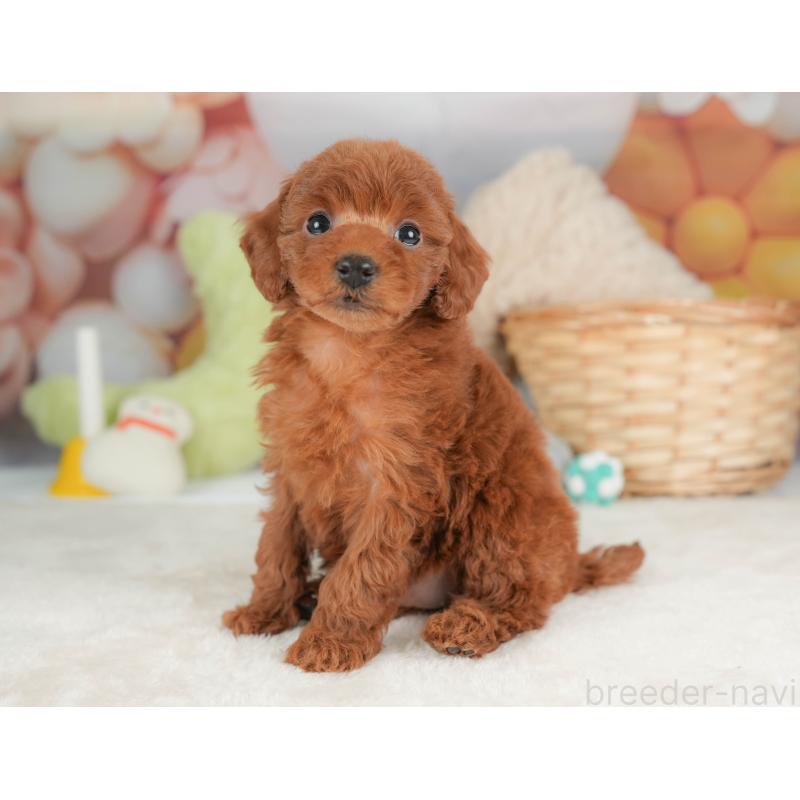 販売中の栃木県のトイプードル-444408の9枚目