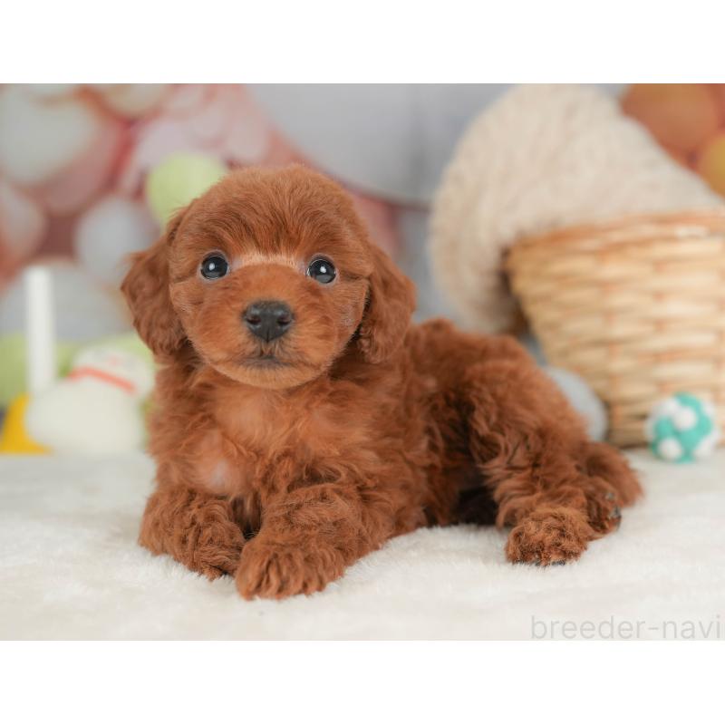 販売中の栃木県のトイプードル-444408の8枚目