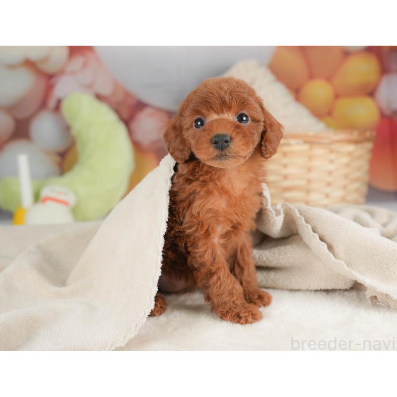 販売中の栃木県のトイプードル-444408の7枚目